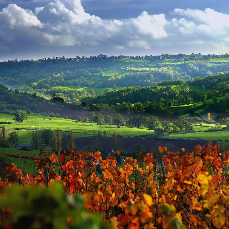 The vineyards, visits and wine tasting in Aveyron