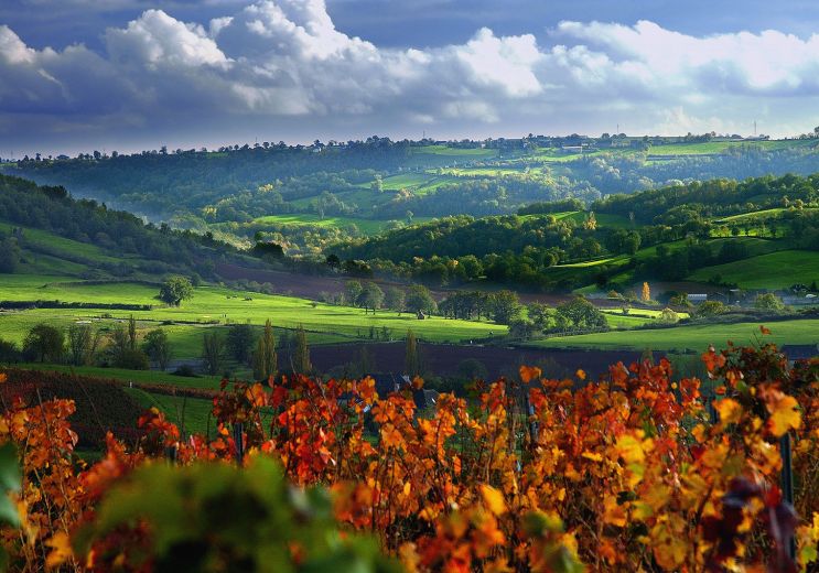 The vineyards, visits and wine tasting in Aveyron
