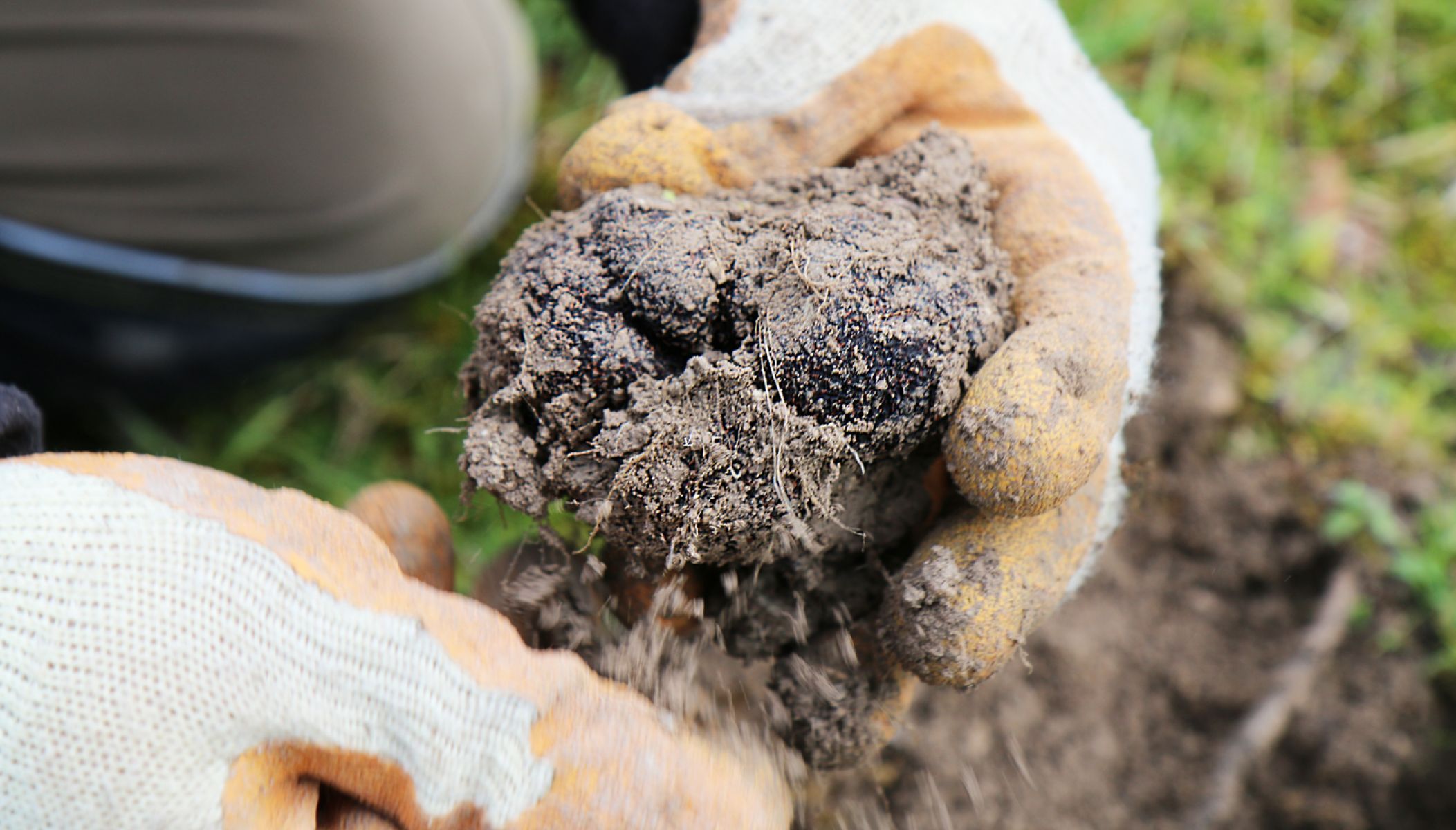 Black Truffle from Quercy