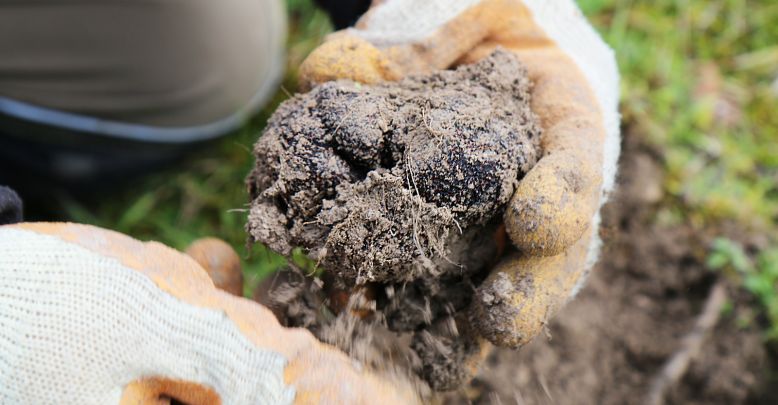 La Truffe noire du Quercy