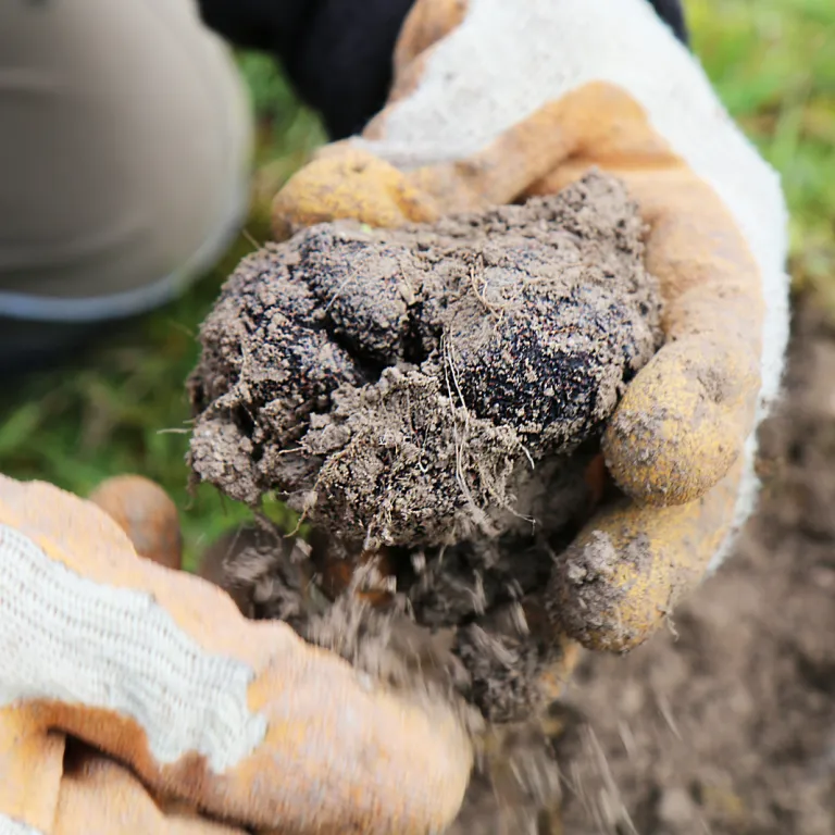 Black Truffle from Quercy