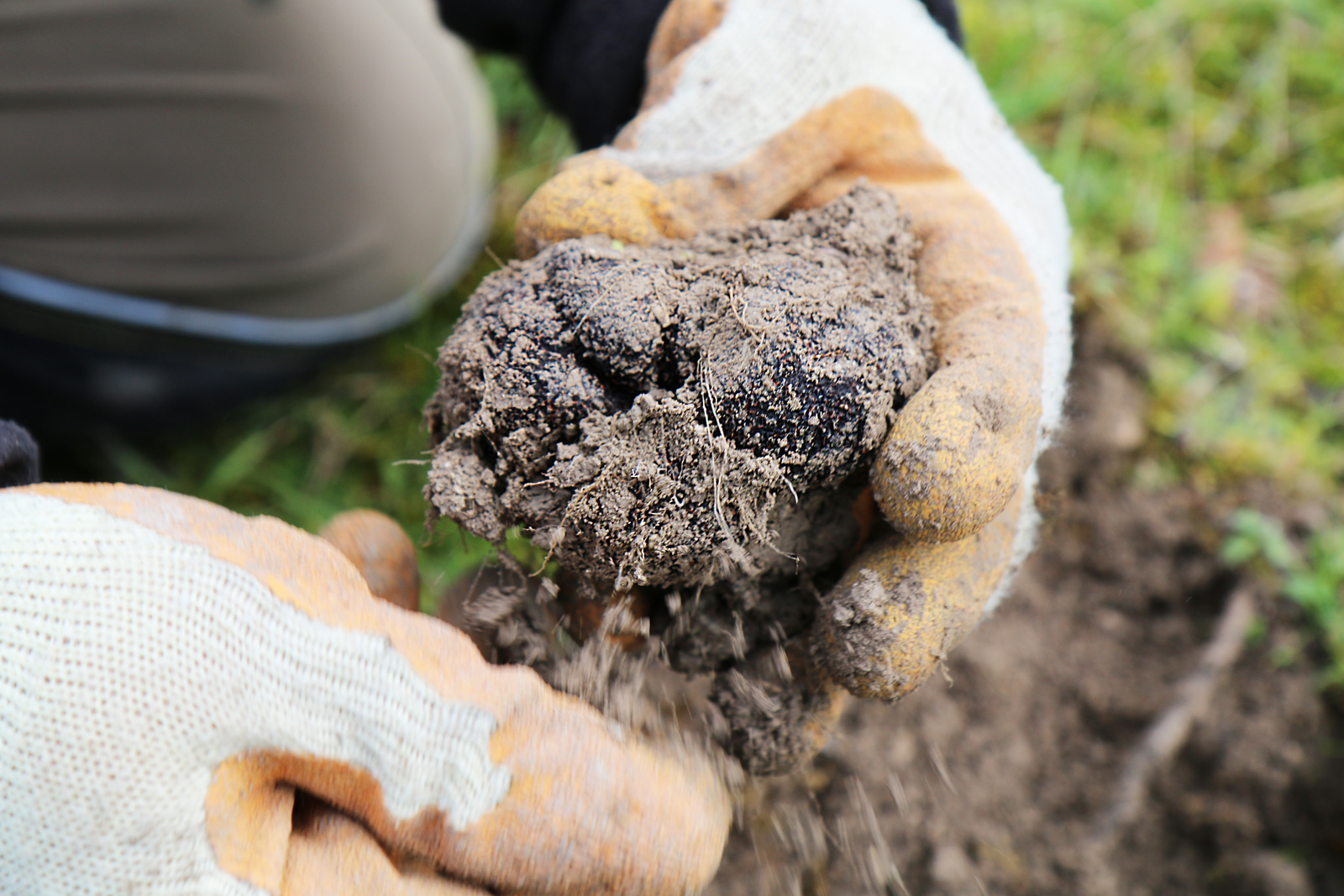 Black Truffle from Quercy