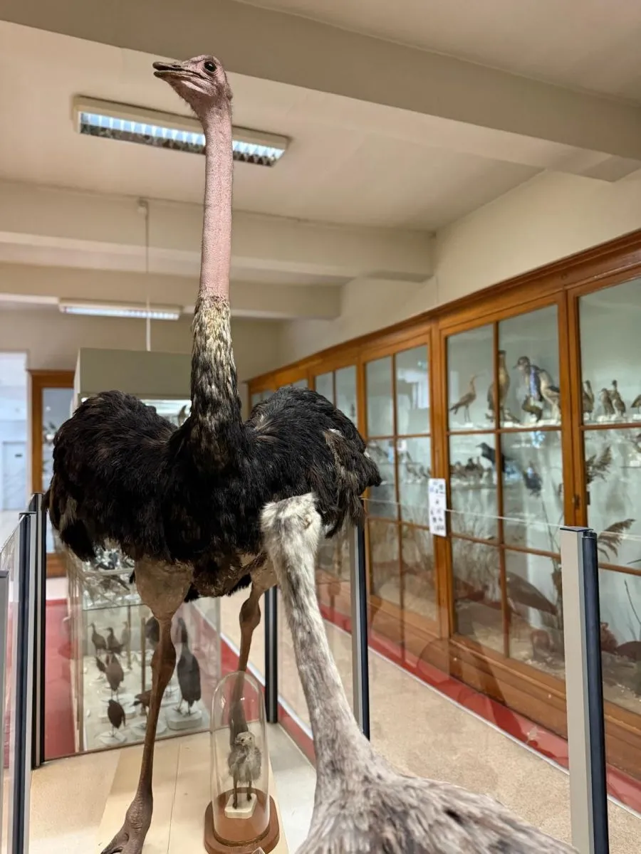 Musée d'histoire naturelle montauban