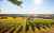 The Gaillac vineyard Photo: Interprofession des Vins de Gaillac