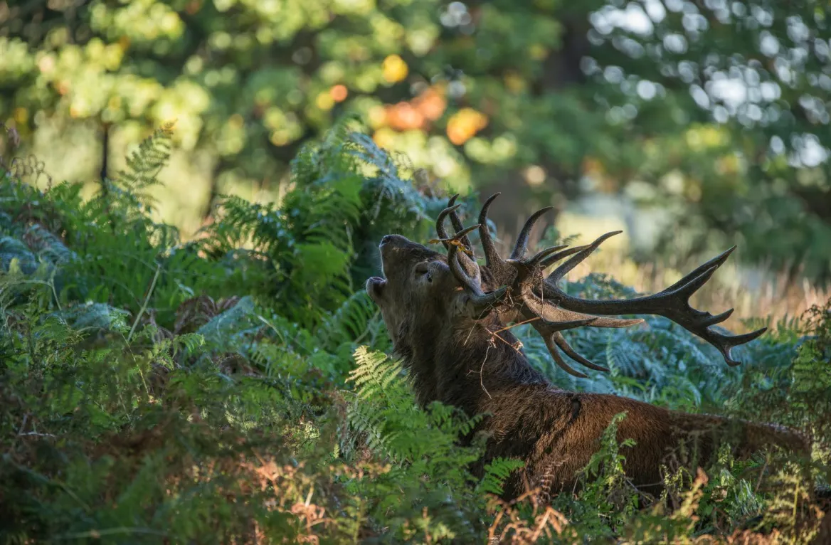 Brame du cerf dans la forêt de Grésigne