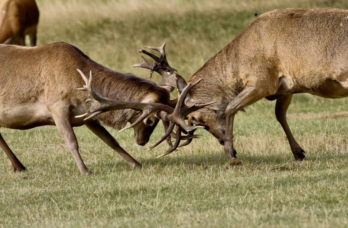 Brame du cerf dans la forêt de Grésigne