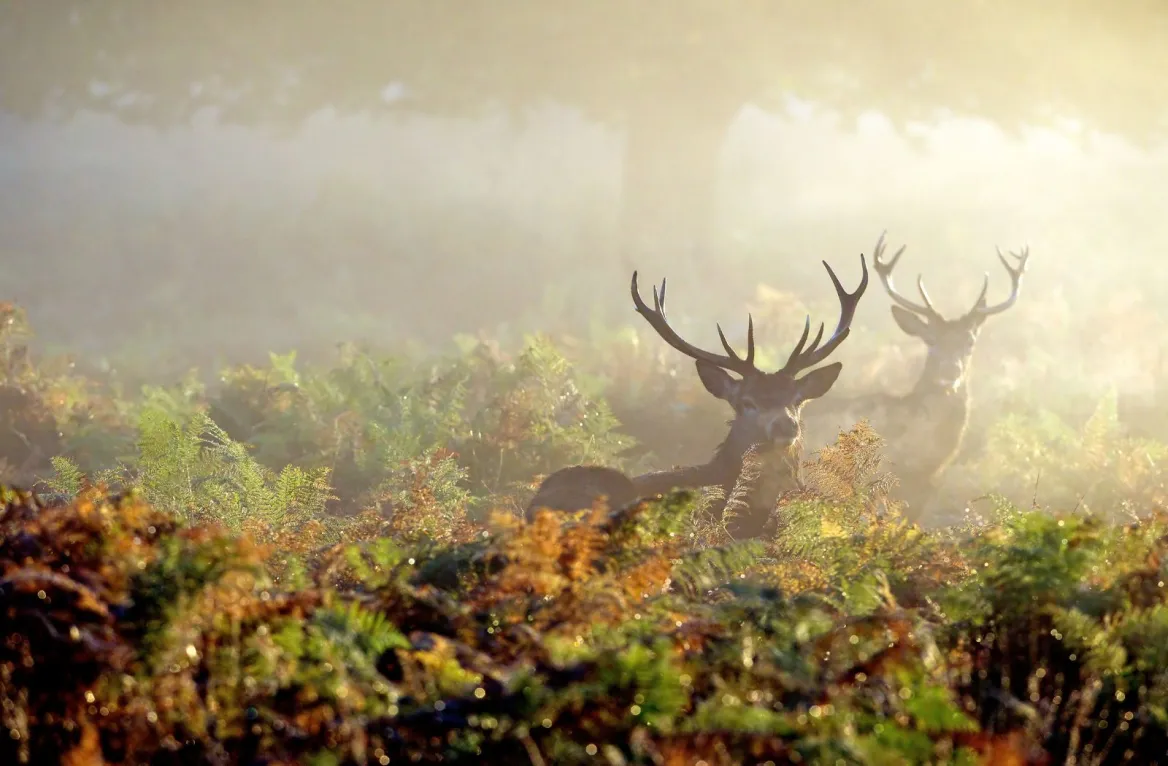 Brame du cerf dans la forêt de Grésigne