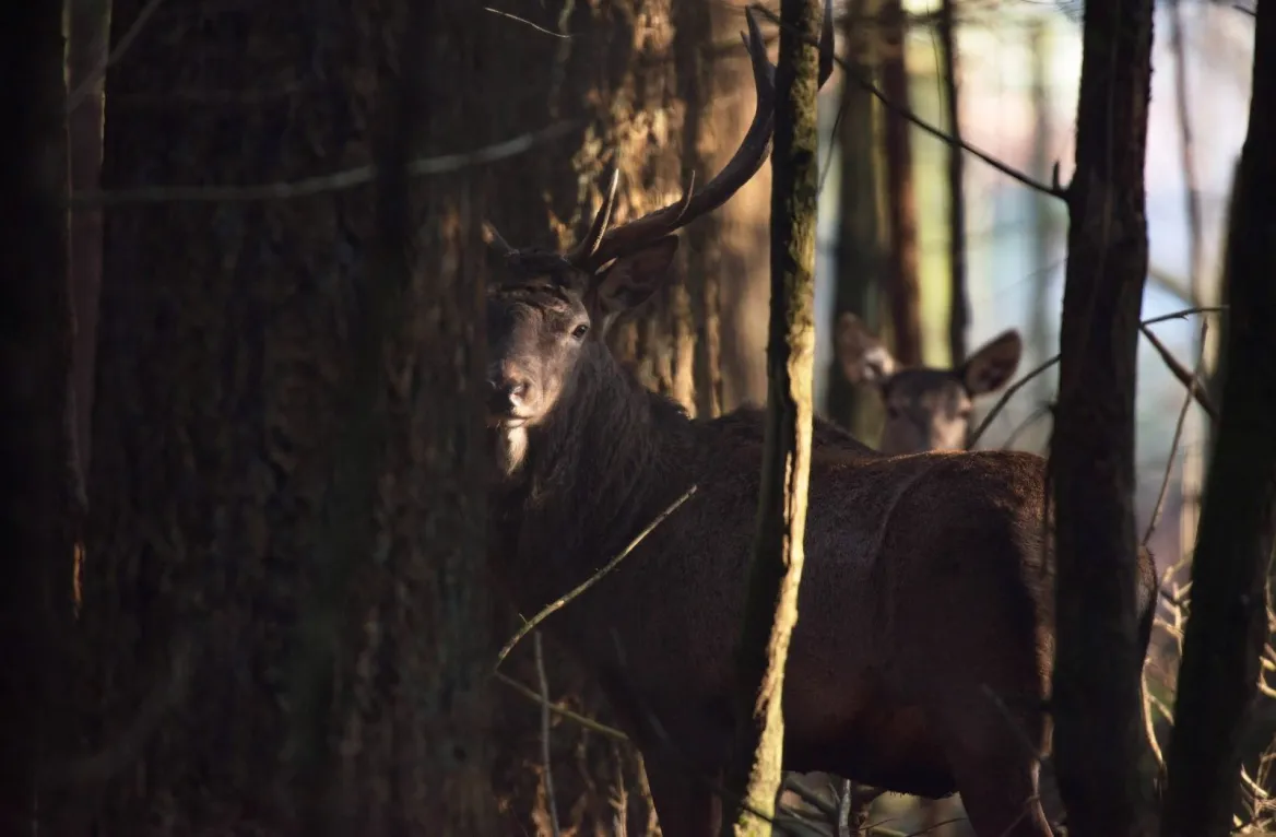 Brame du cerf dans la forêt de Grésigne