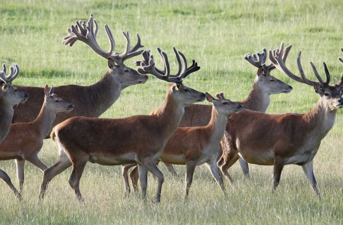 Brame du cerf dans la forêt de Grésigne