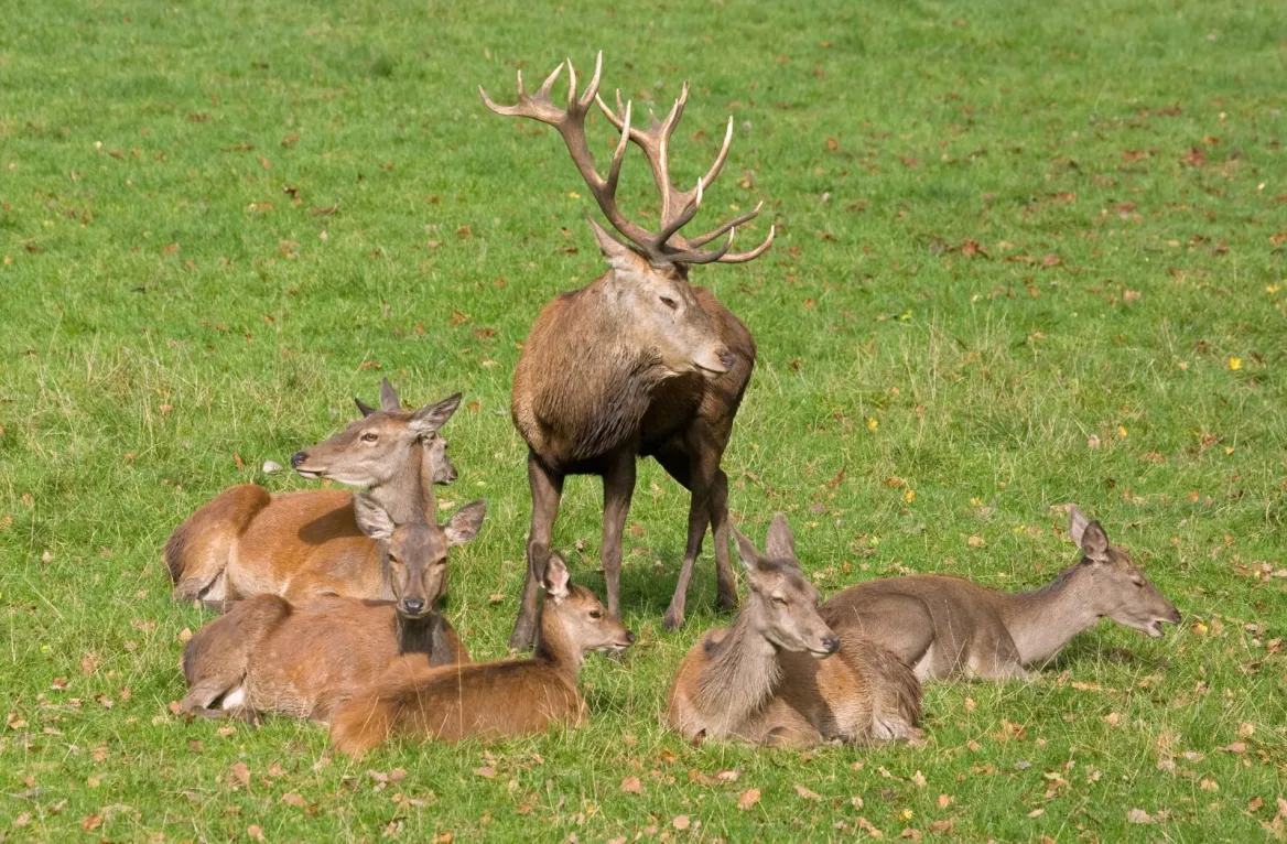 Brame du cerf dans la forêt de Grésigne