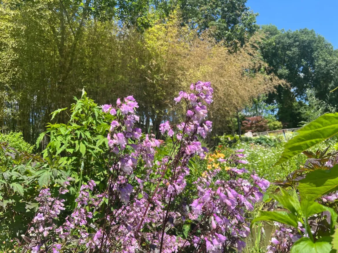Martelles Garden