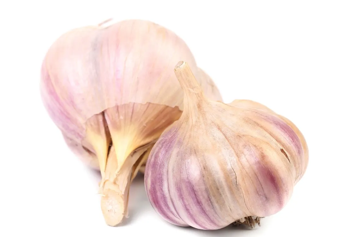 pink garlic from Lautrec