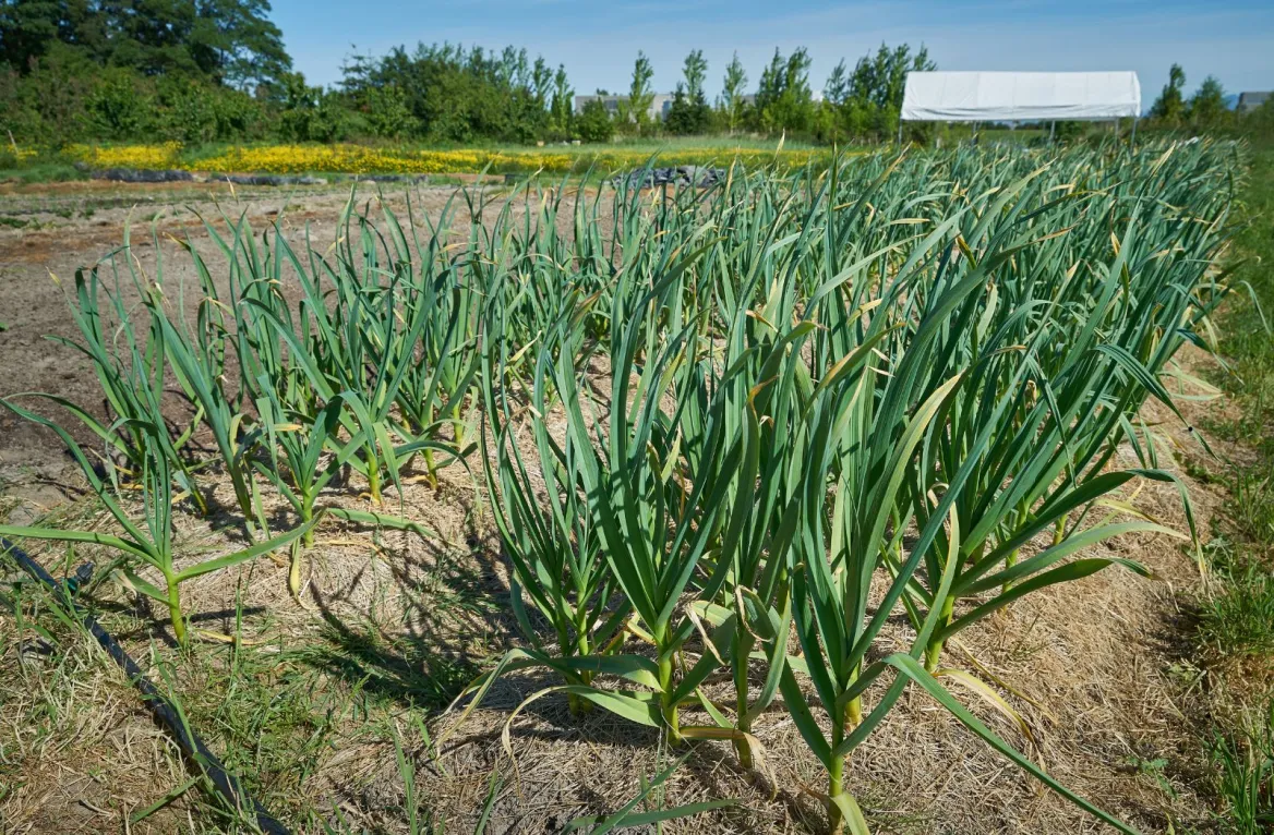 pink garlic from Lautrec