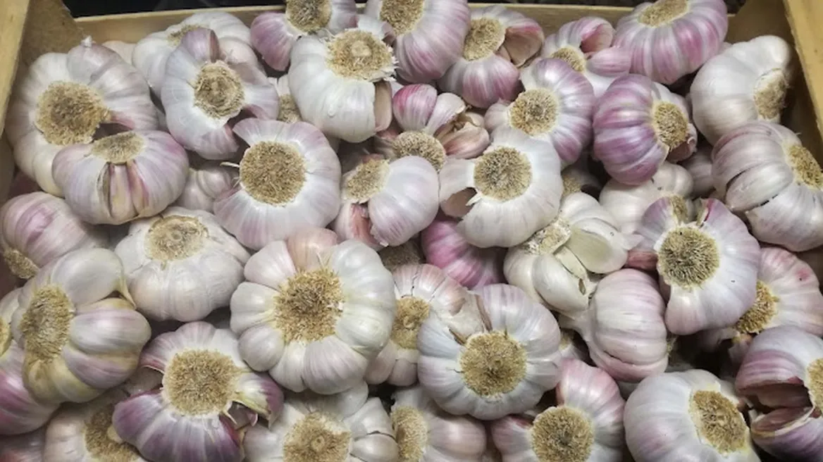pink garlic lautrec