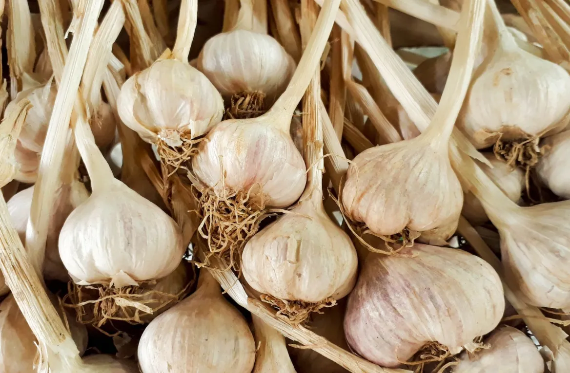 pink garlic from Lautrec
