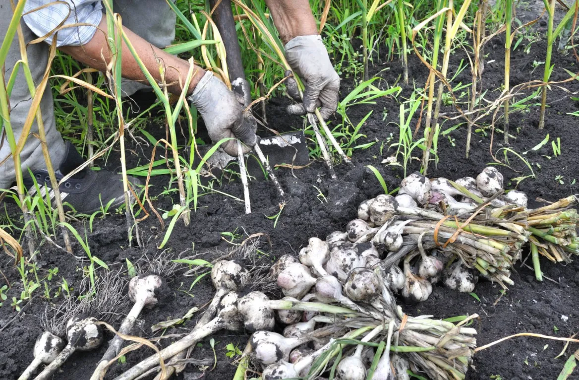 pink garlic from Lautrec