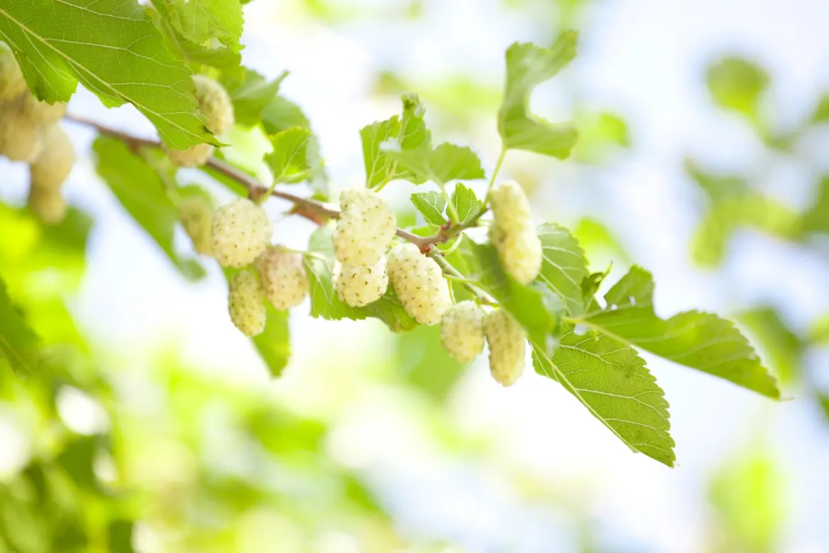 White mulberry
