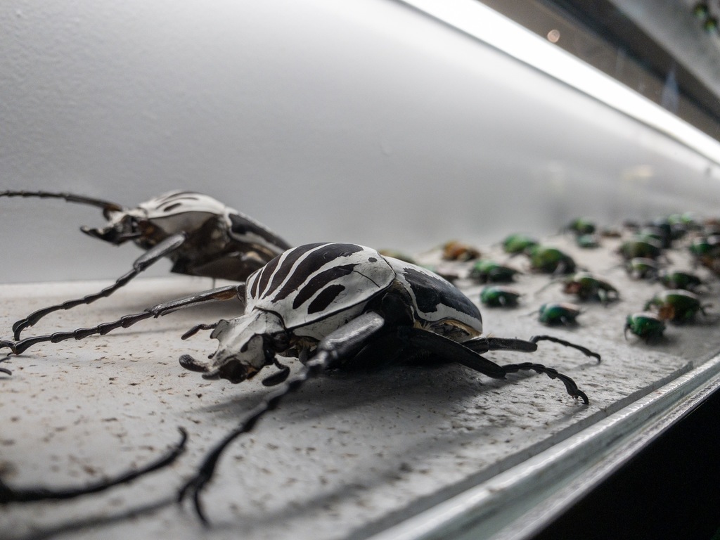 micropolis beetles