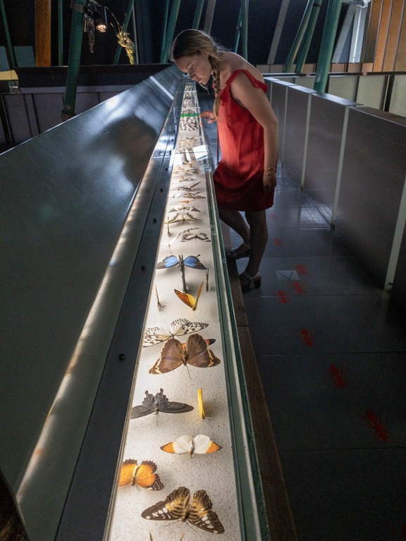 the butterflies