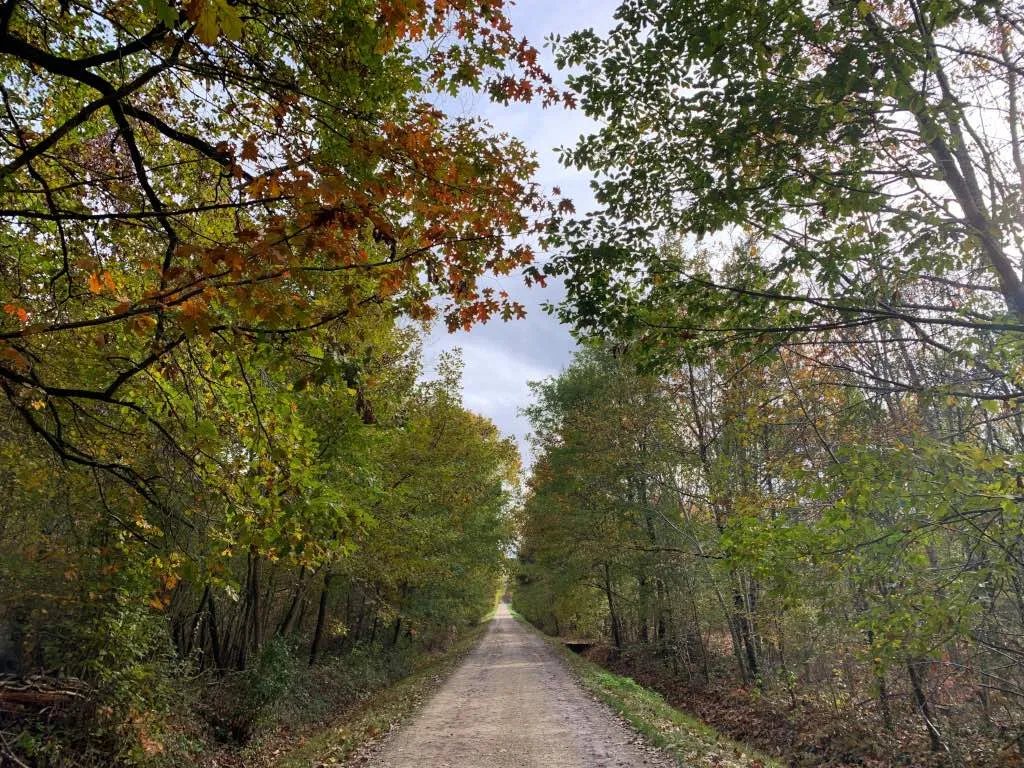 Le grand chemin qui traverse la forêt de Montech