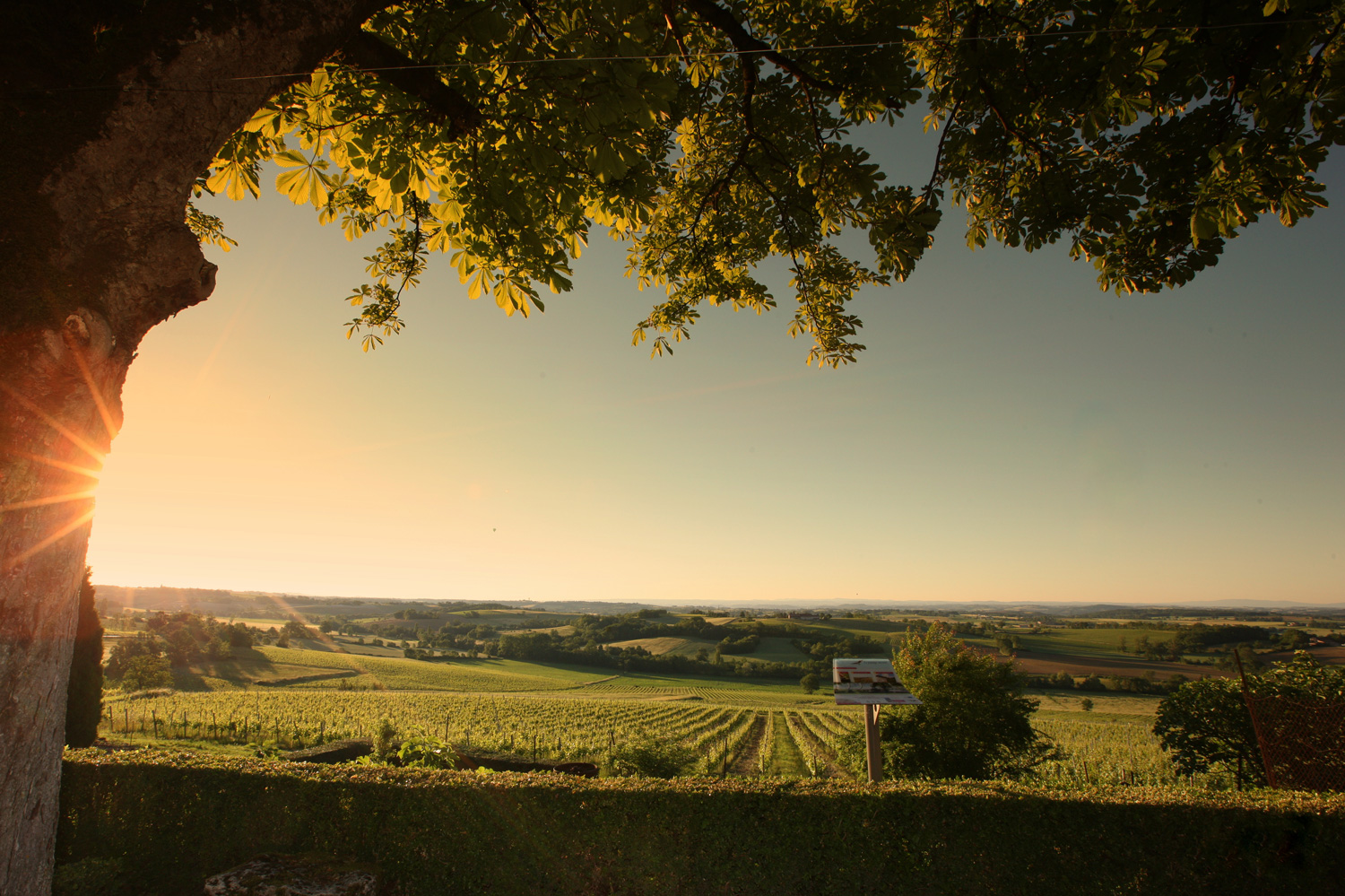 Vineyards