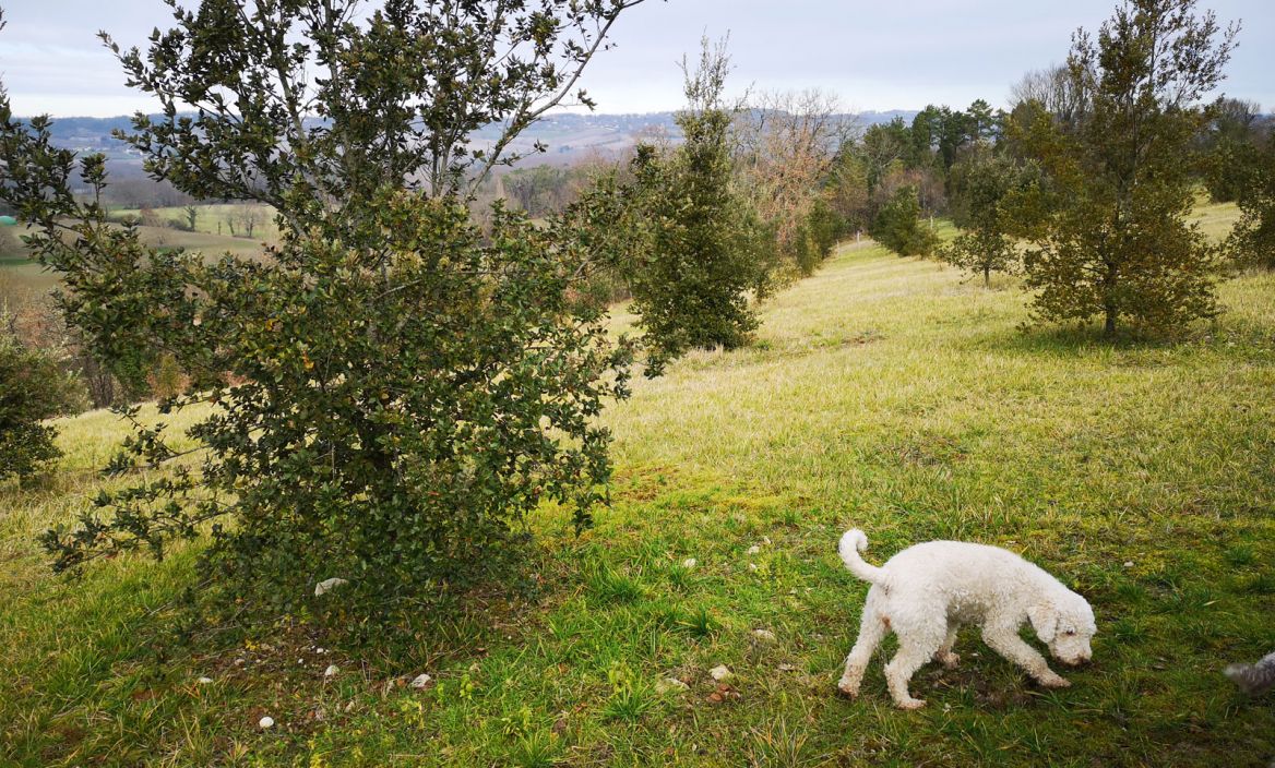 Black Truffle from Quercy