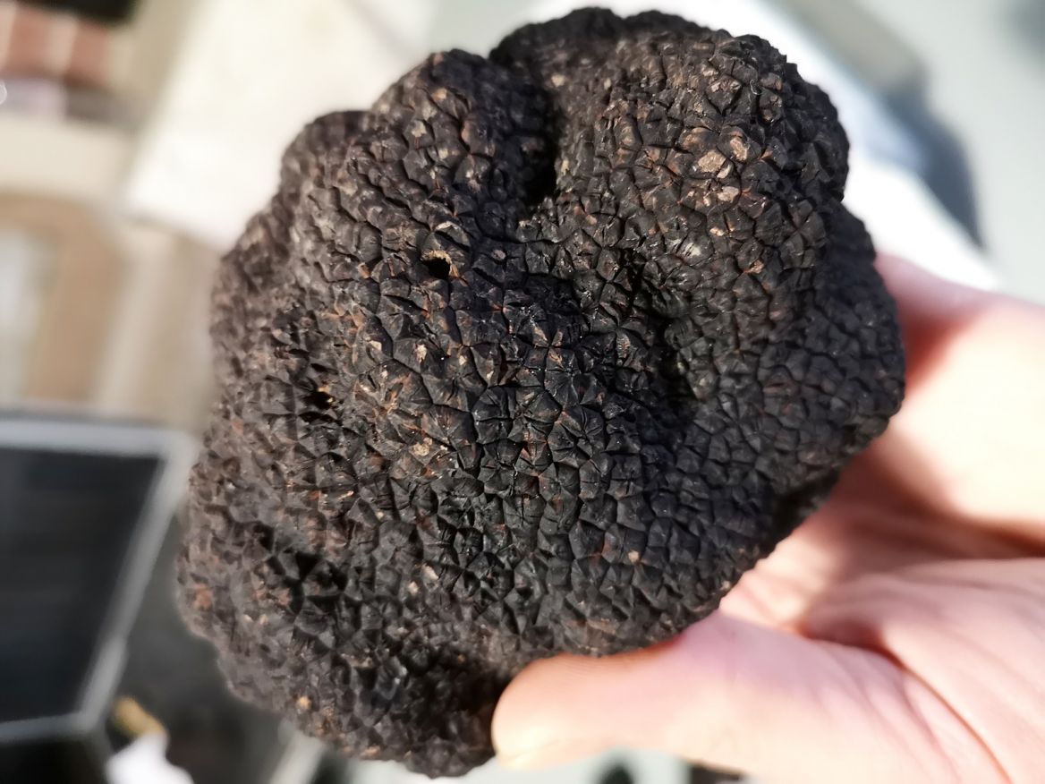 Black Truffle from Quercy