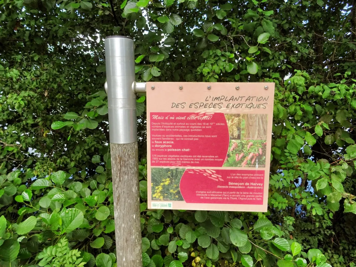 Saint-Nicolas-de-la-Grave: The ornithological reserve of the leisure center