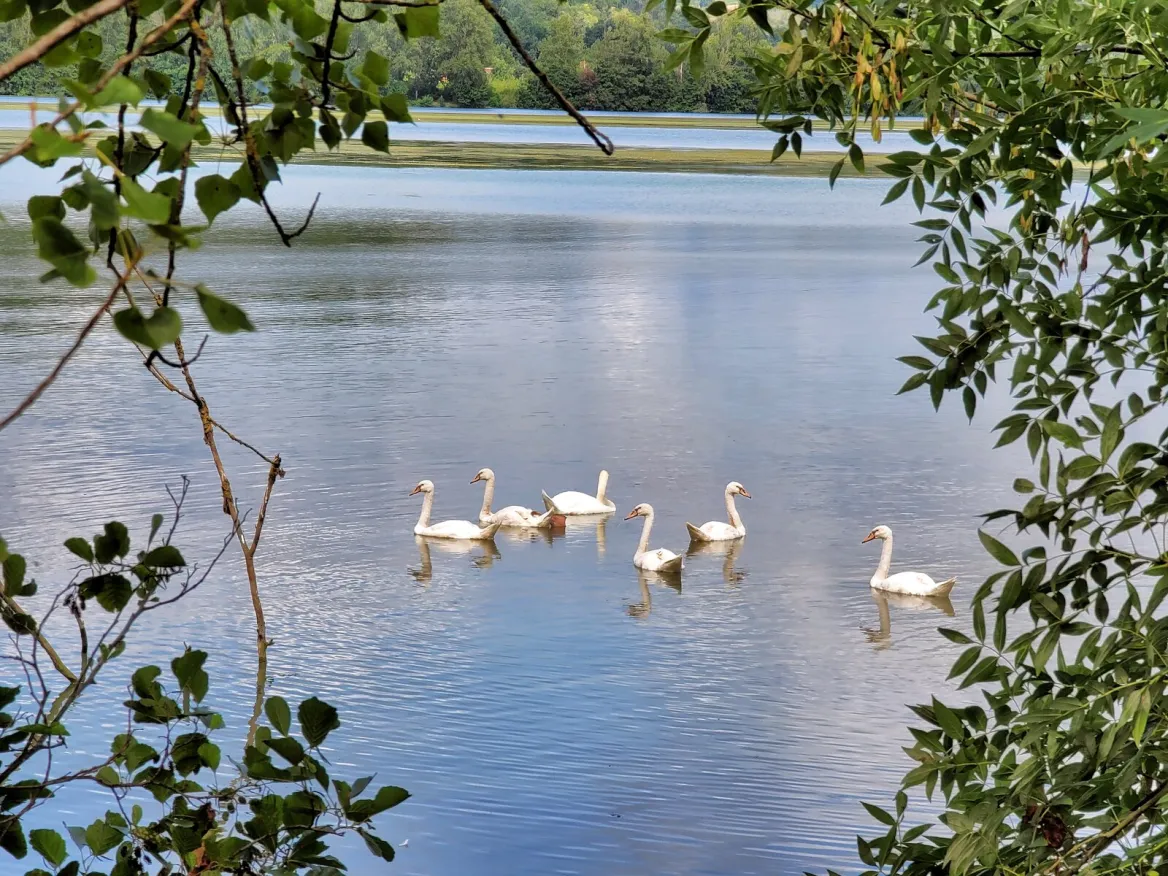 Saint-Nicolas-de-la-Grave: The ornithological reserve of the leisure center
