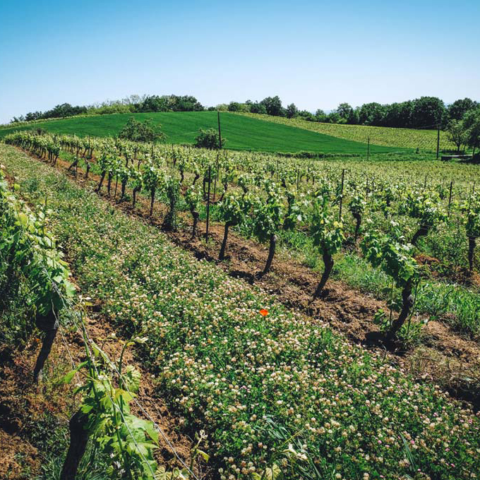 Domaine de la Petite Tuile - A family winery in Gaillac