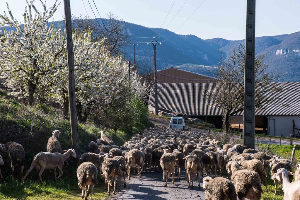 Les routes parfois encombrées !