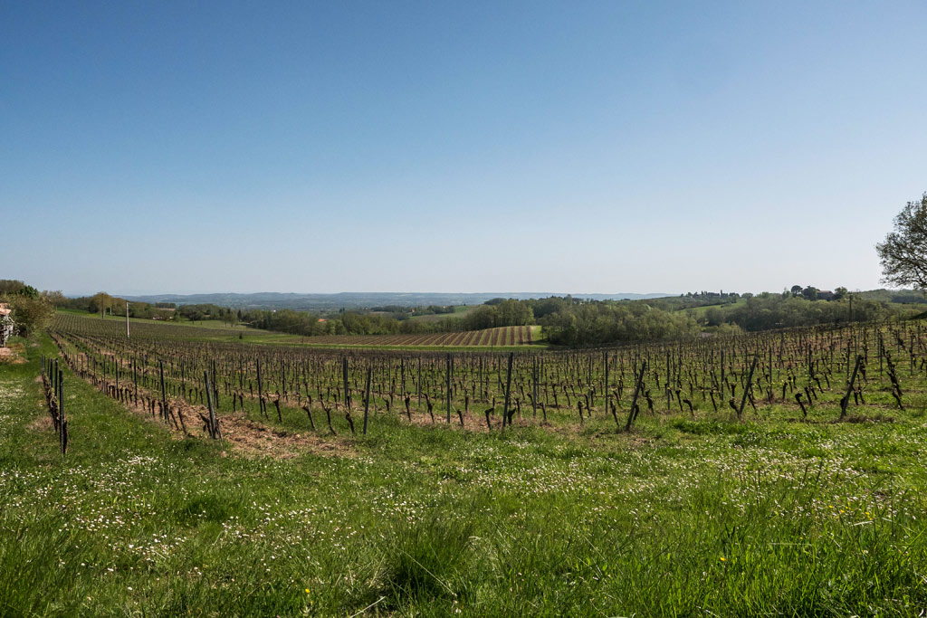 Gaillac vineyards