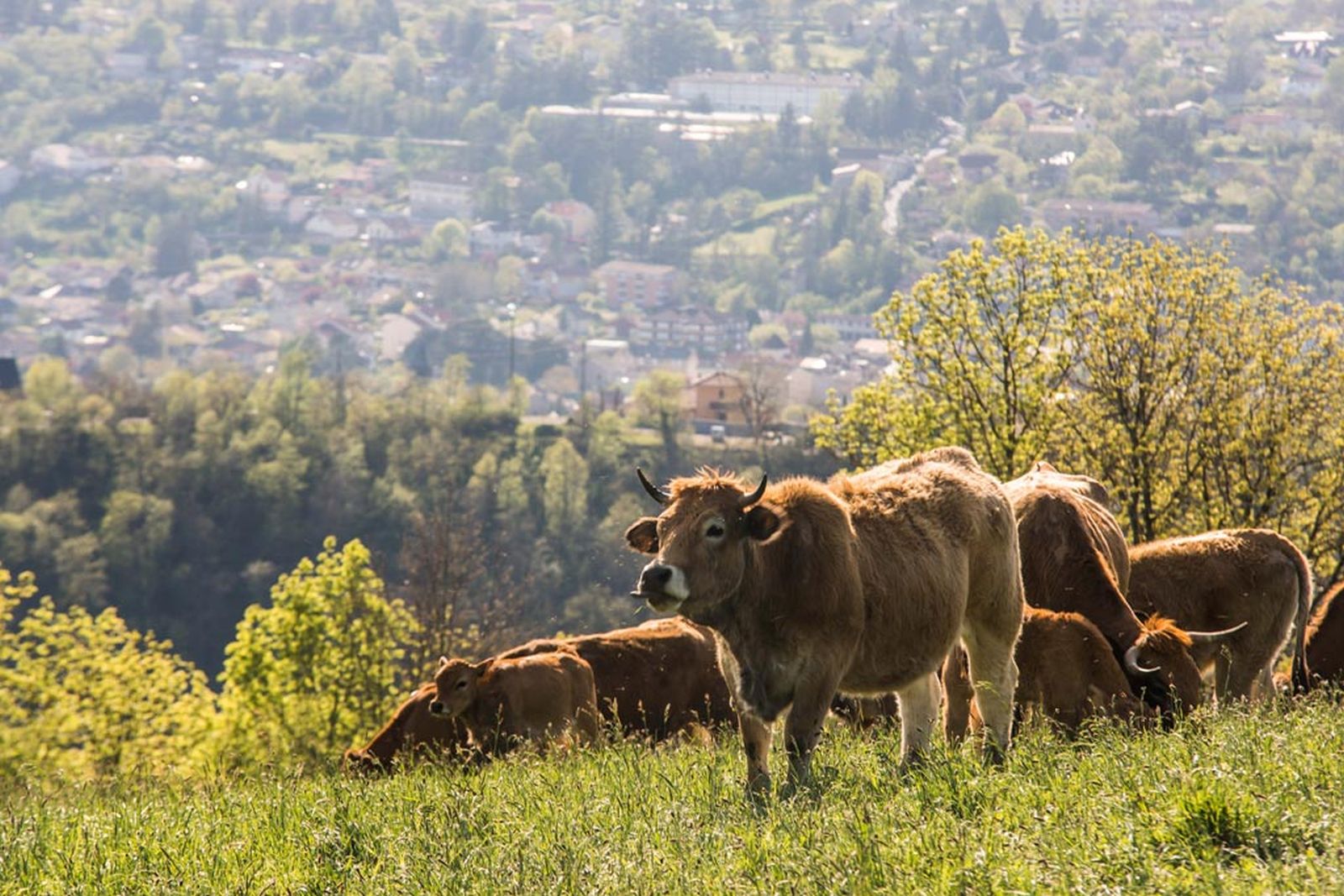 gastronomie aveyron