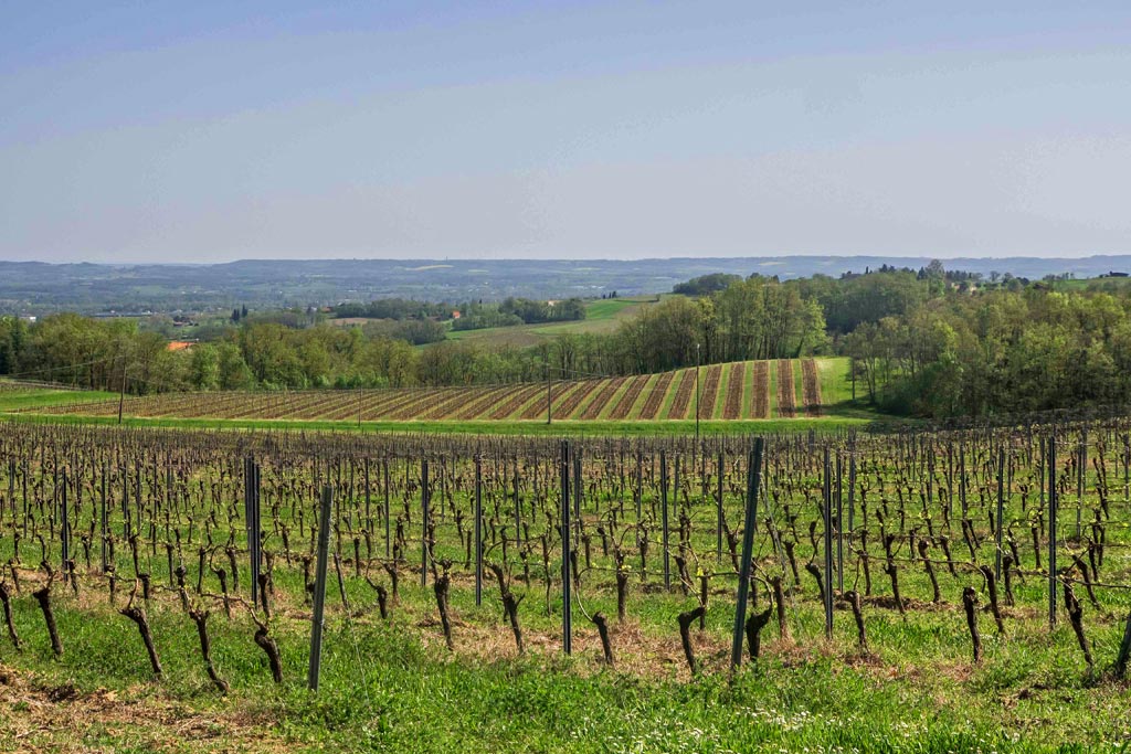 Les vignes de Gaillac, juste avant l'apparition des feuilles